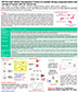 ISCT-Poster_Whitepaper-Cytotherapy-2016
