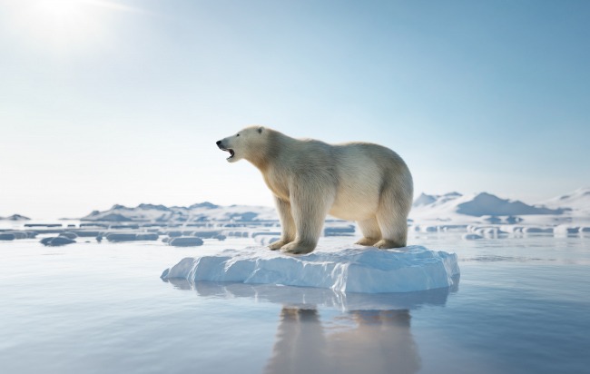 polar bear
