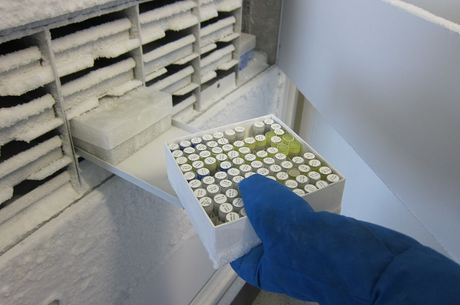 hand taking vials from a freezer