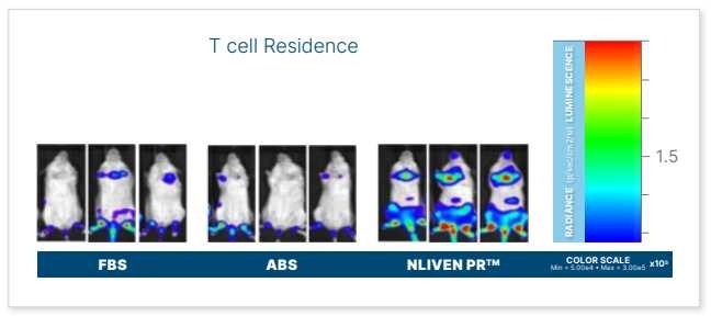 BL T-Liven Solid Tumor-Increased T-cell Residence Image