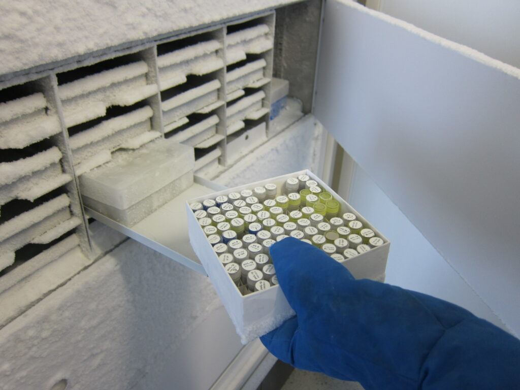 Gloved hand holding a box of cryovials in an open frosted ultra-low temperature freezer drawer, with visible ice buildup on the interior surfaces.