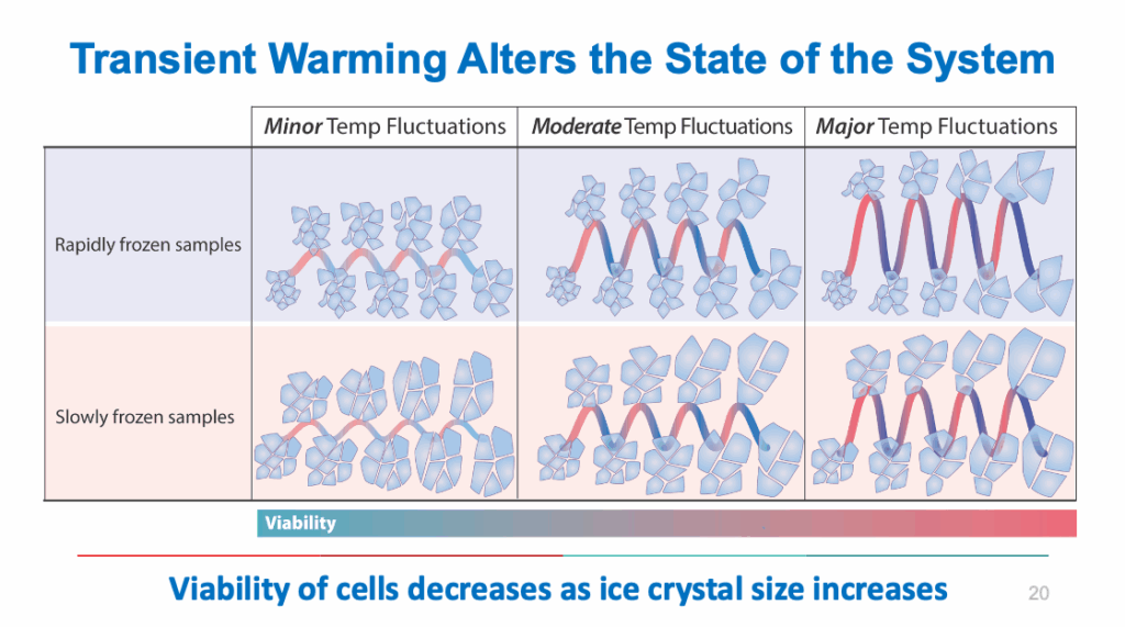 Diagram showing minor, moderate, and major temperature fluctuations in frozen samples, with increasing ice crystal size and reduced cell viability, adapted from Jason Acker’s presentation at The Cell Summit ’25.